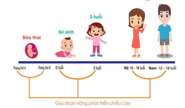 Trẻ phát triển chiều cao nhanh nhất ở giai đoạn nào?