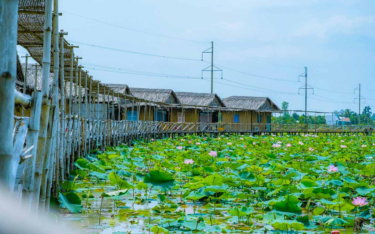 Khu du lịch sinh thái Mỹ Phước Thành – Lạc lối ở đồng sen mê hồn